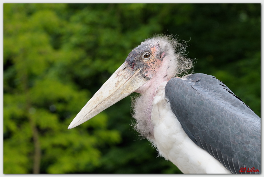 Marabu (Leptoptilos crumeniferus)