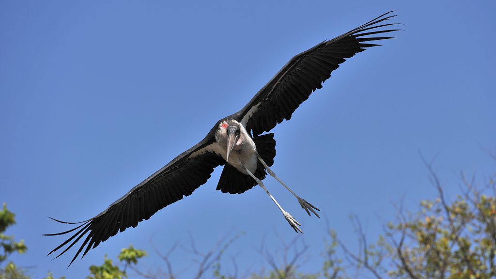 Marabu
South Luangwa
6874