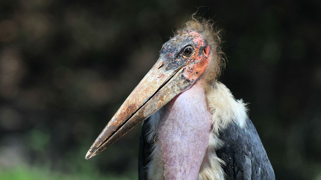 Marabu
South Luangwa
8207