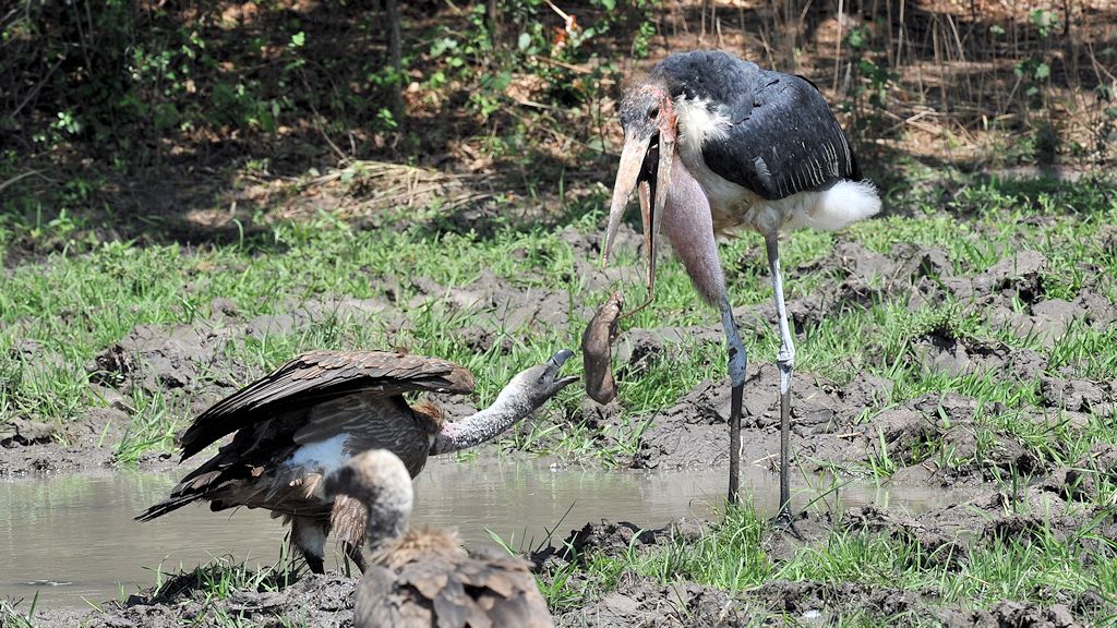 Marabu und Geier
7192