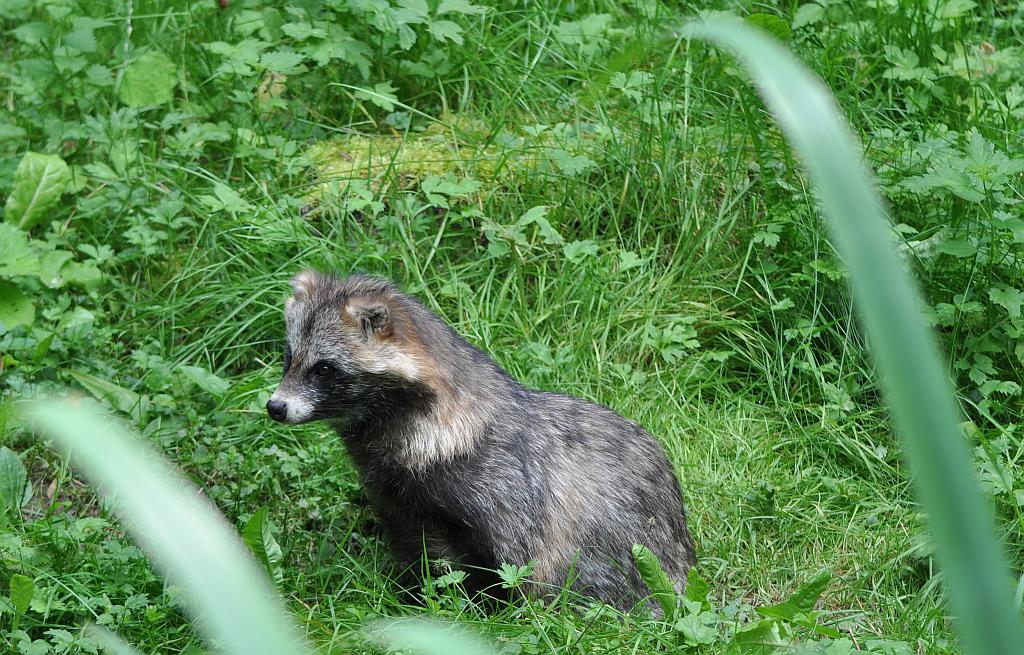 Marderhund
