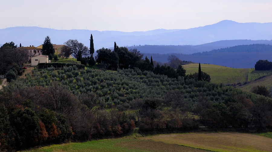 Maremma #1