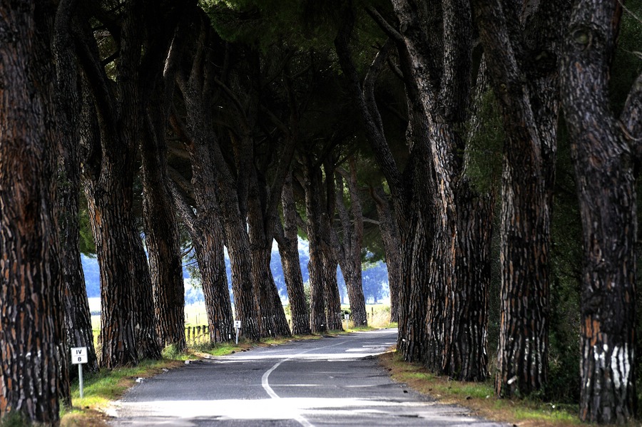 Maremma #2