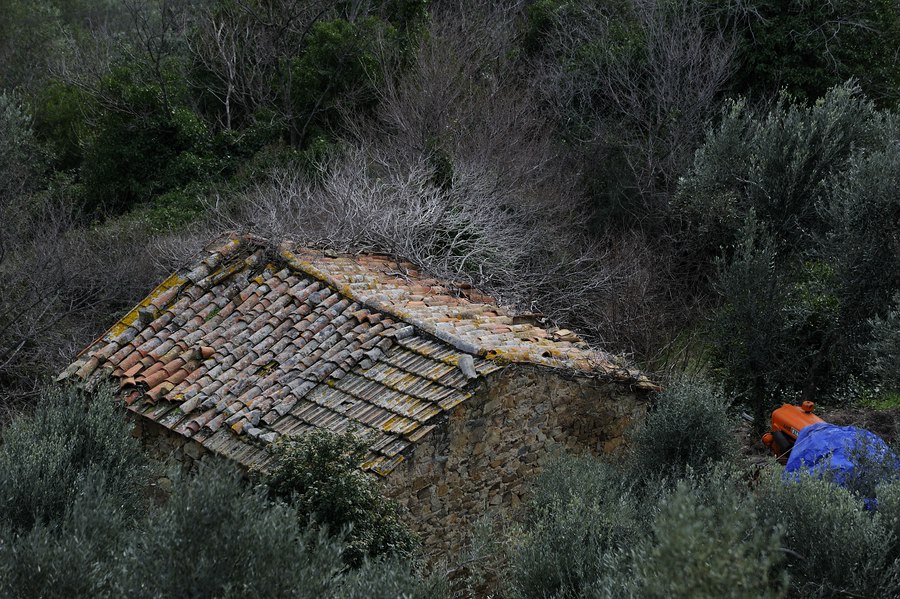 Maremma #3
