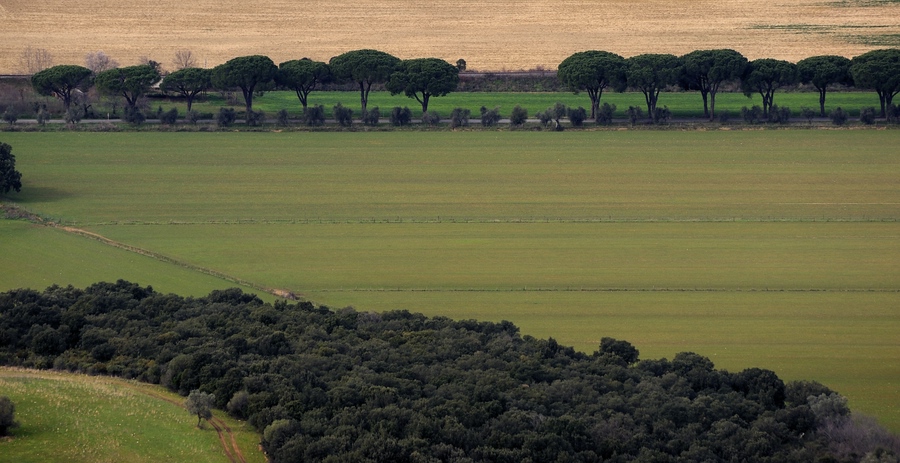 Maremma #5
