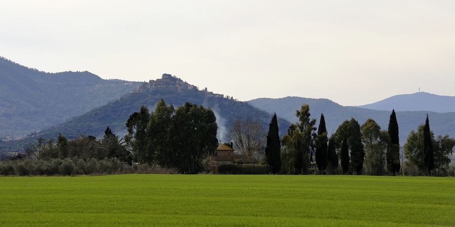 Maremma #6