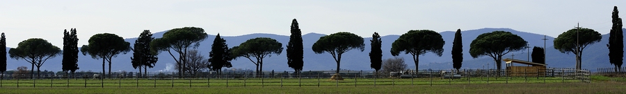 Maremma #7