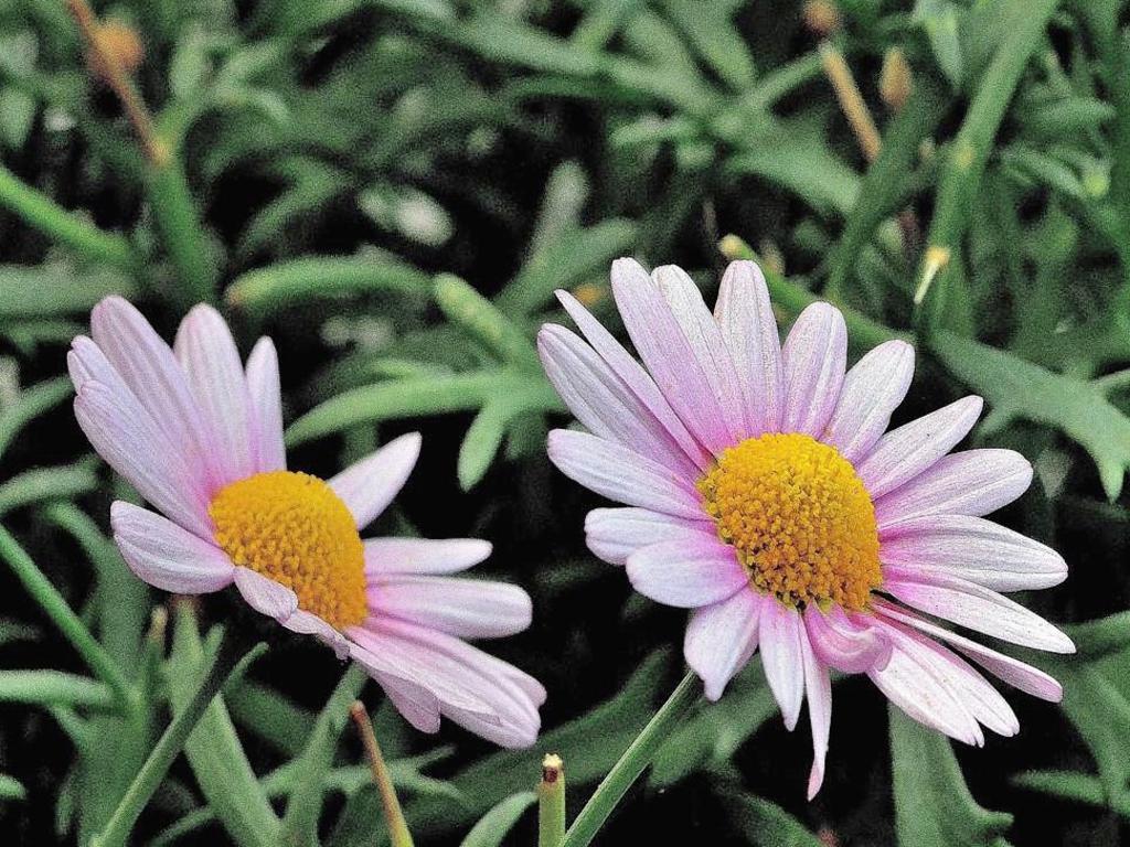 Margarite lila