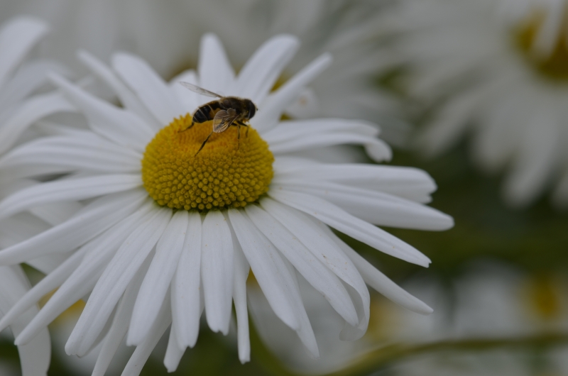 Margerite und die Biene
