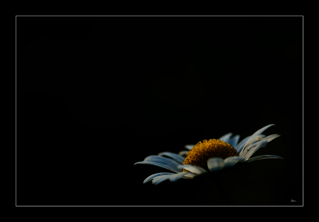 MargeriteDSC 0076
