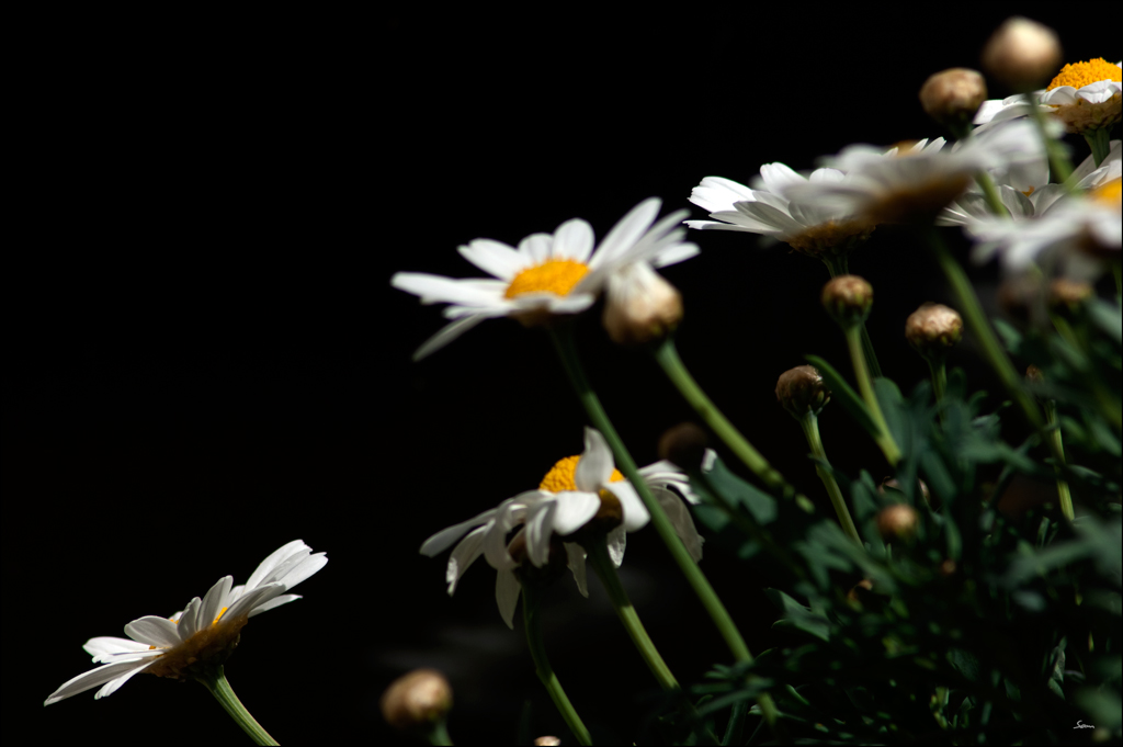 MargeriteDSC 0165