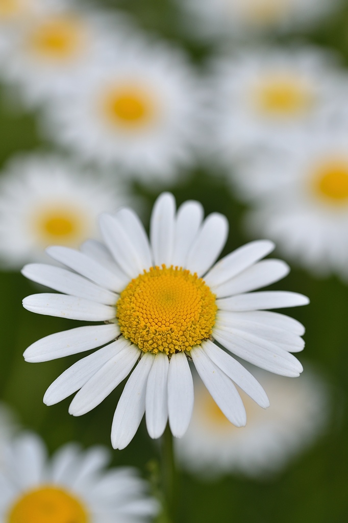 Margeriten 052015 1