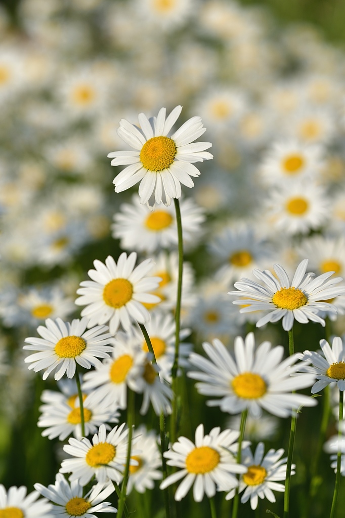 Margeriten 052015 3