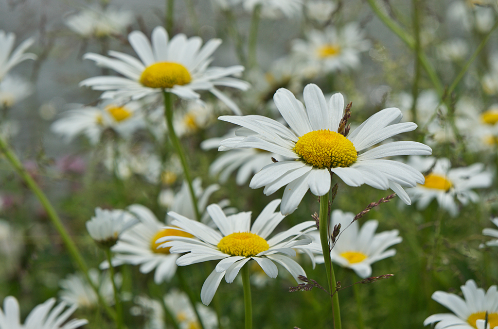 Margeriten