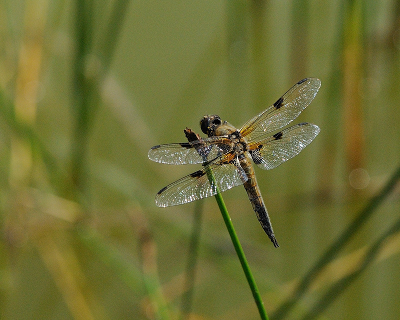 Marienberg GrosserBlaufpeil Weibchen02
