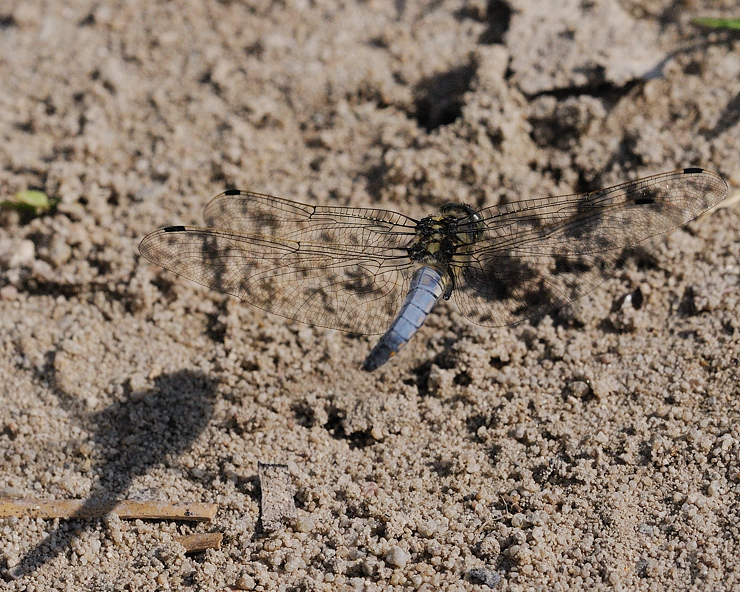 Marienberg Plattbauchlibelle01