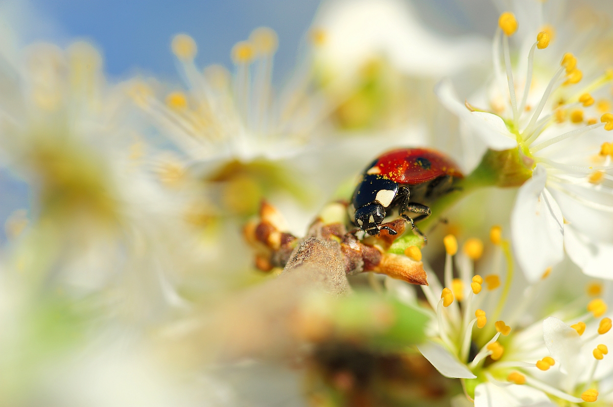 Marienkäfer in Kirschblüte.jpg