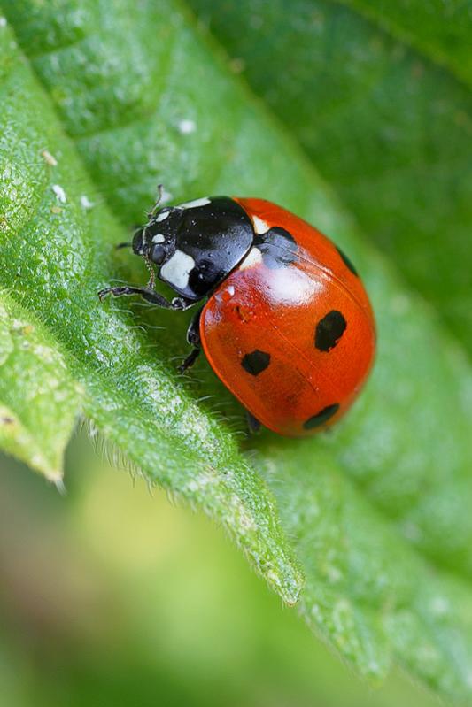 Marienkäfer 002