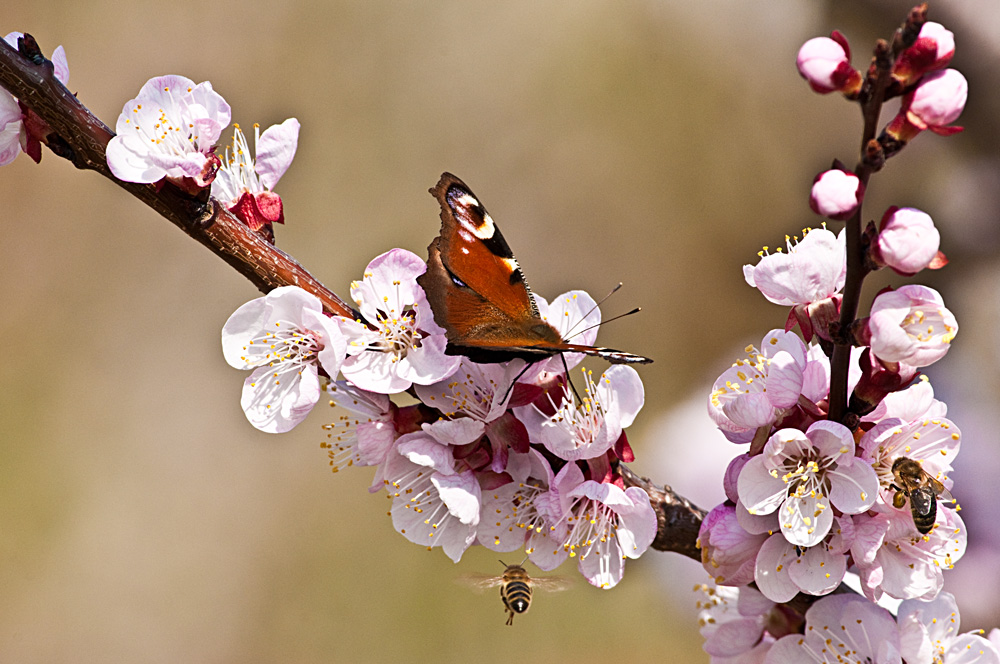 Marillenblüte 2012