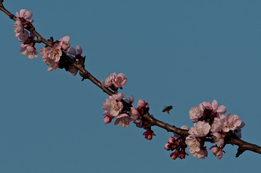 Marillenblüte 2014

Das herrliche Wetter der letzten Tage regt diesem Marillenbaum im heimischen Garten sichtlich an!
Im Vergleich zum Jahr 2012 begin