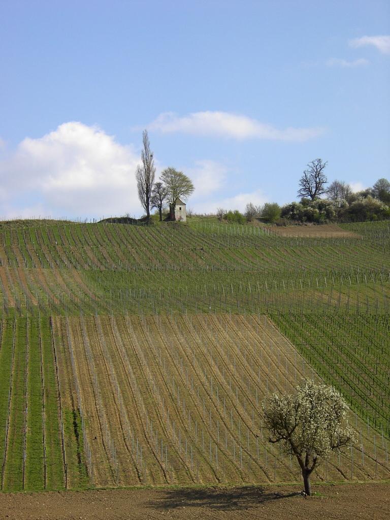 Markgräflerland bei Müllheim