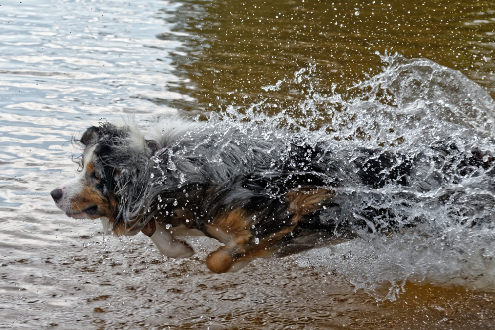 Marluk - Schneller als das Wasser.jpg