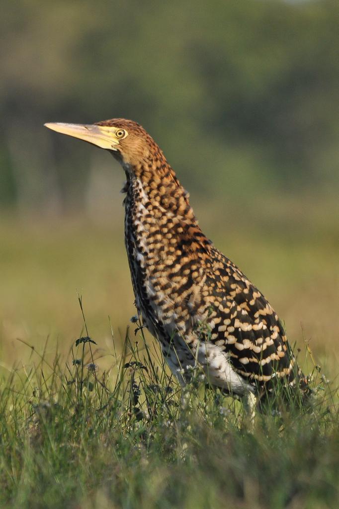 Marmorreiher (Jungvogel)