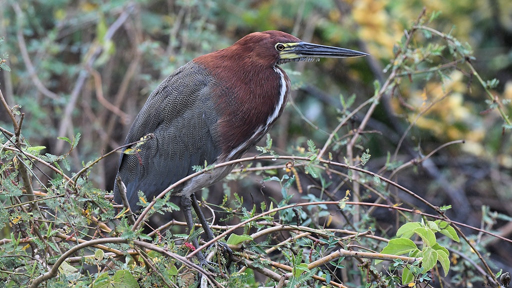 Marmorreiher (rufescent tiger heron)

s1216 Transpantaneira RufescentTigerHeron 8573