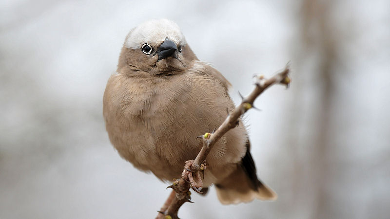 Marmorspätzling
Grey Headed Social Waever
im Kambi Ya Tembo
0212