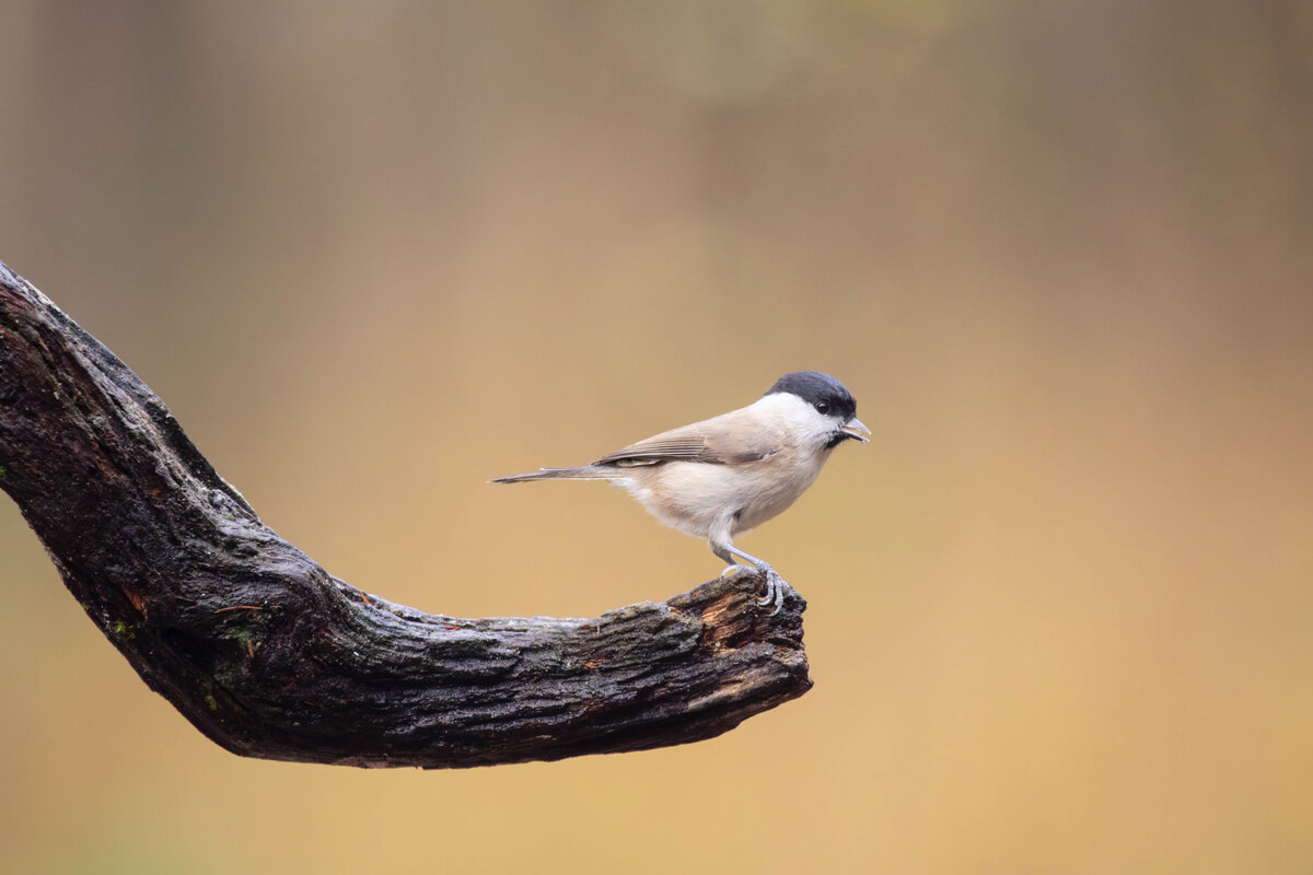 Marsh Tit 2.jpg