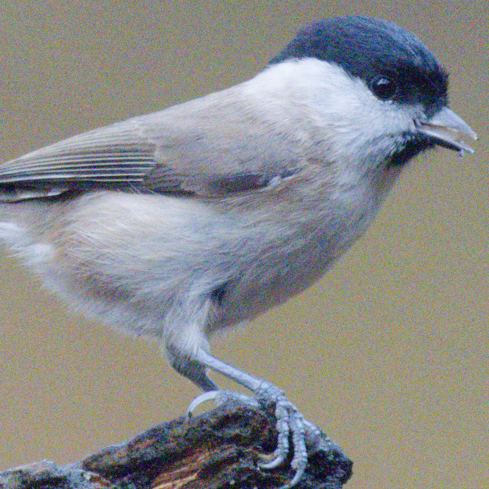 Marsh Tit OM-1ii_no_NR.jpg
