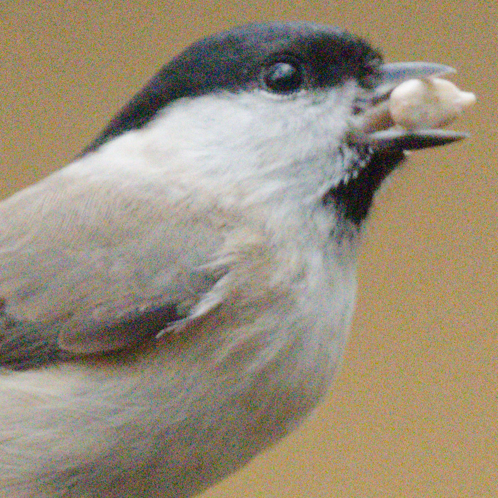 Marsh Tit Z8_no_NR.jpg