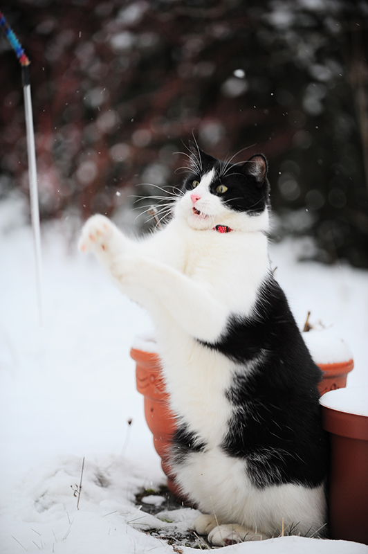 Marvin