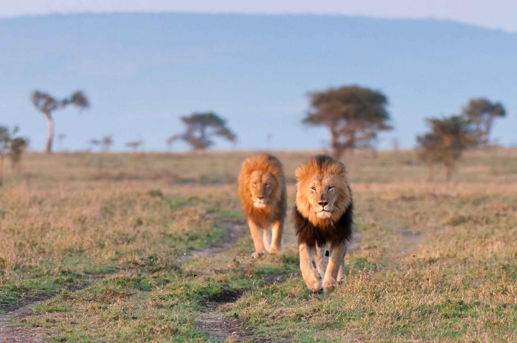 Masai Mara 1587