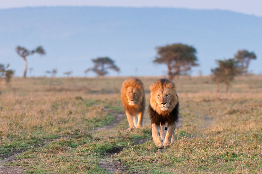 Masai Mara 3. Versuch