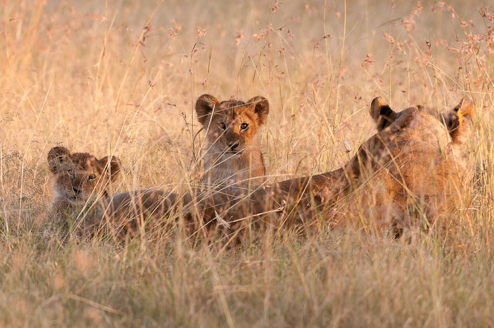 Masai Mara 5493