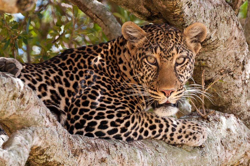 Masai Mara 5816