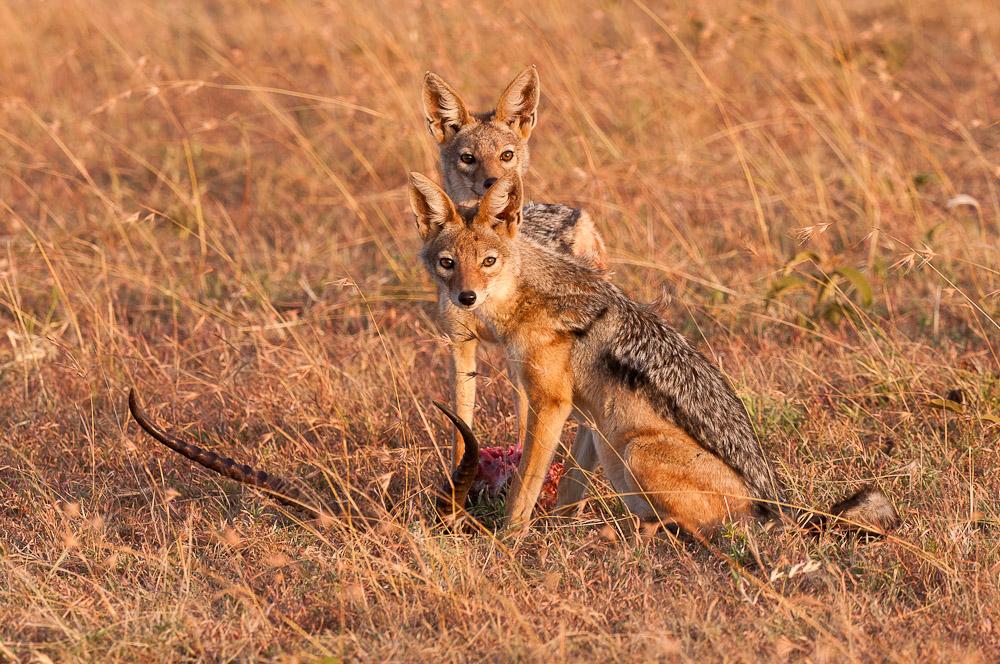 Masai Mara 5869