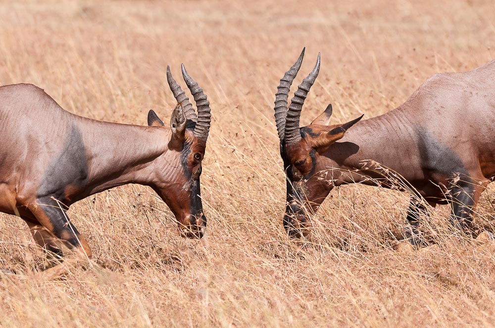 Masai Mara 5971