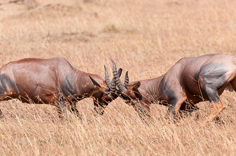 Masai Mara 5976