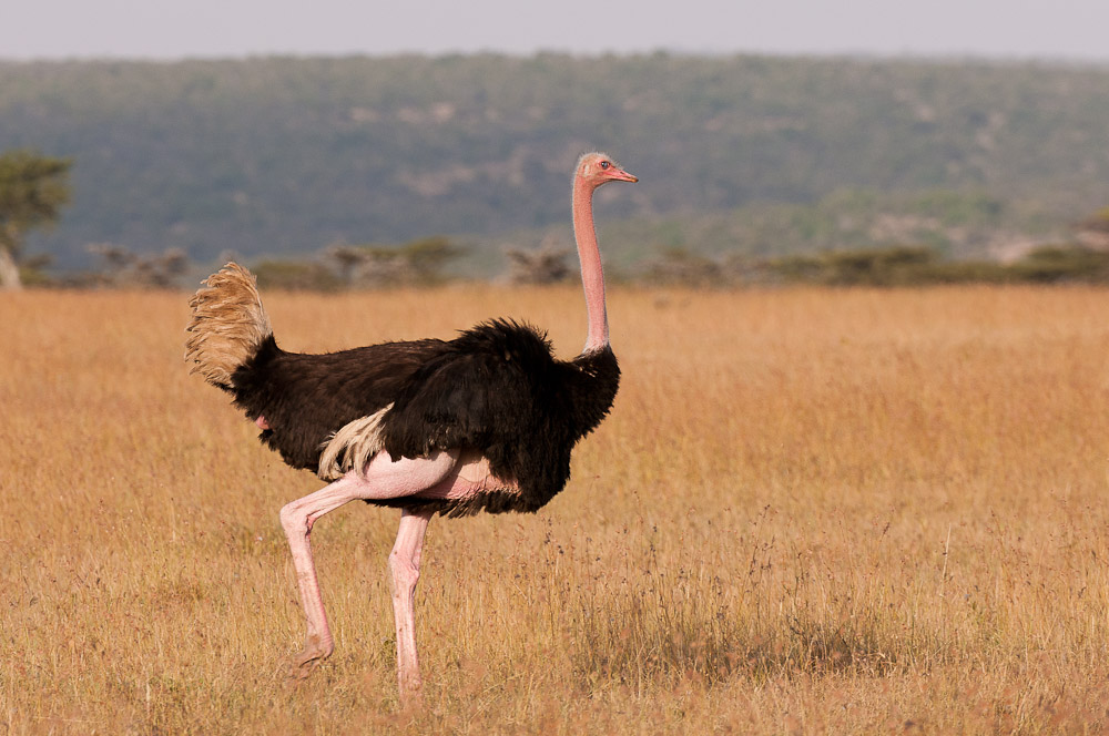 Masai Mara 6091