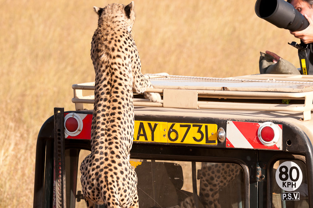 Masai Mara 6225
