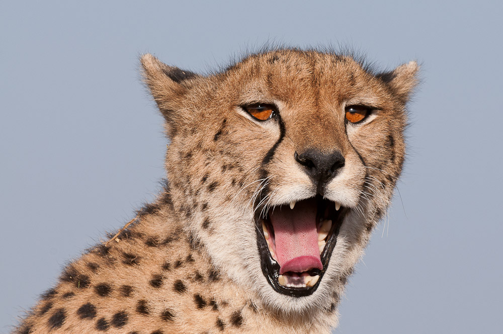 Masai Mara 6298