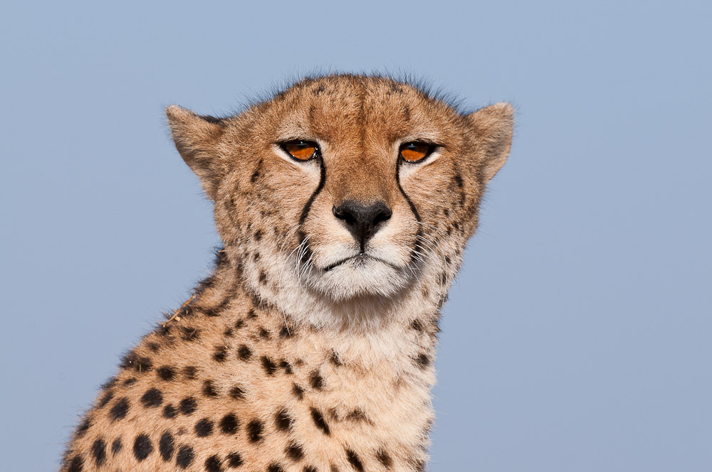 Masai Mara 6303