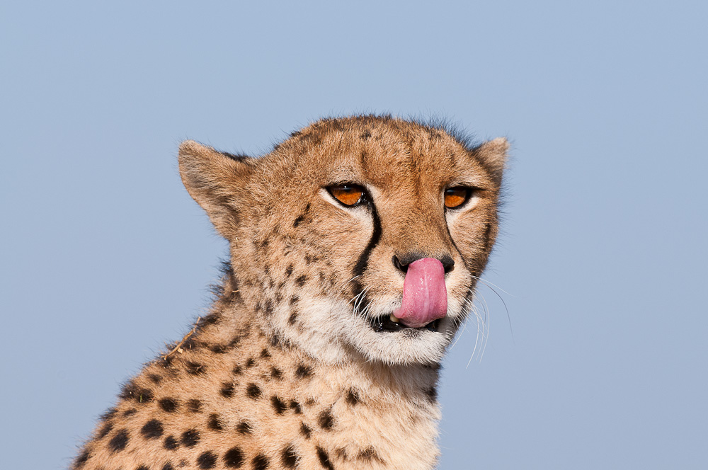 Masai Mara 6307