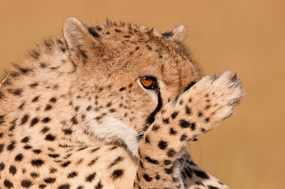Masai Mara 6334
