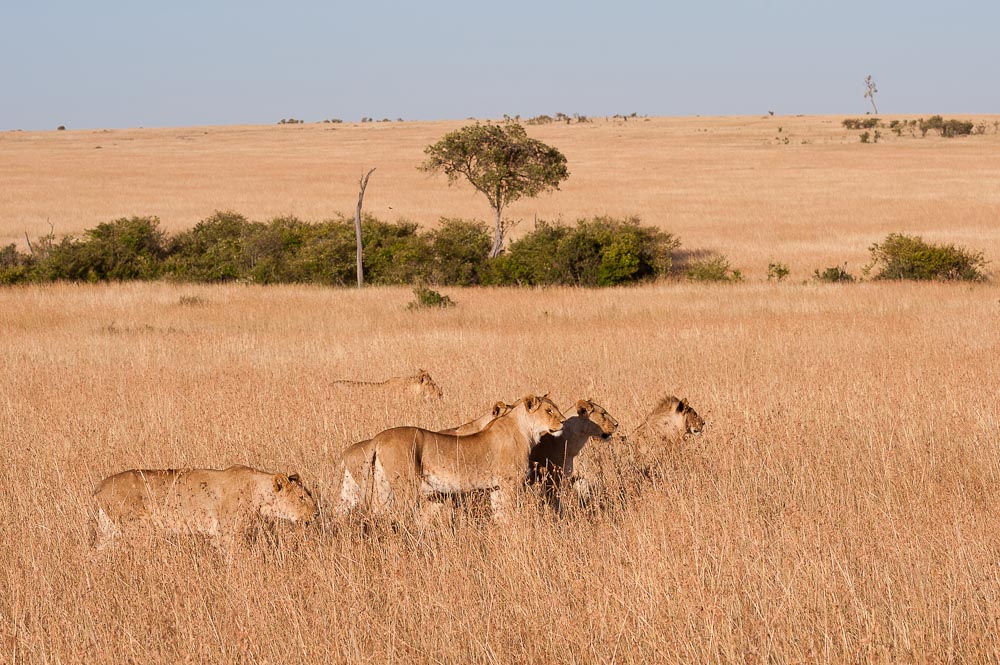 Masai Mara 7097