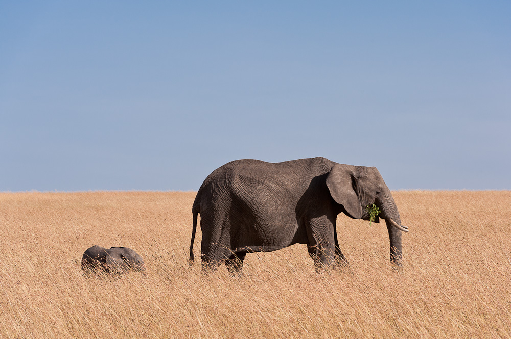 Masai Mara 7157