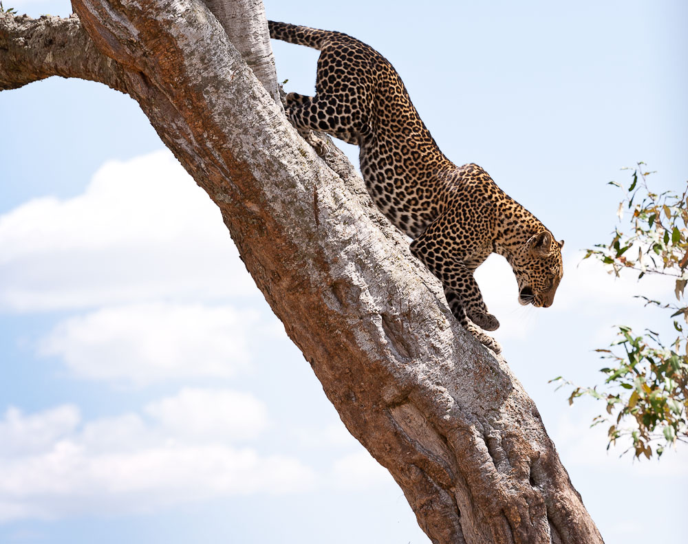 Masai Mara 7225