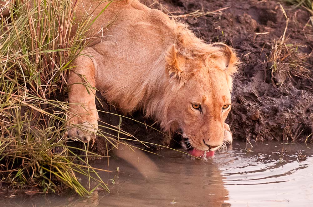 Masai Mara 7233
